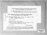 Marasmius rotula image